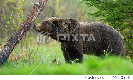 Large brown bear sniffing a tree and marking its territory in spring forest. 74610598