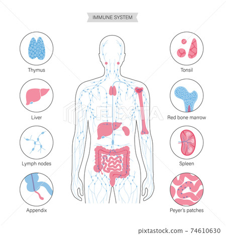 Lymphatic System Concept 74610630