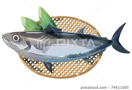 Skipjack tuna watercolor style 74611005
