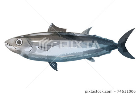 Skipjack watercolor style Skipjack watercolor style 74611006