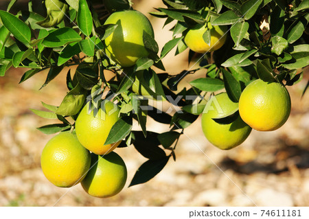 Green citrus fruits hanging on a branch. Green citrus fruits hanging on a branch. 74611181