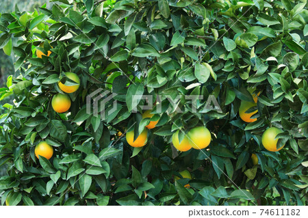 Citrus fruits growing in the garden. Citrus fruits growing in the garden. 74611182