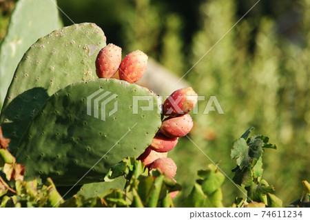 Green cactus plant close up. Green cactus plant close up. 74611234