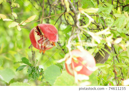 Cracked pomegranate fruits on tree branch. Cracked pomegranate fruits on tree branch. 74611235