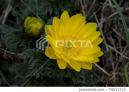 A flower that heralds spring, Amur adonis, New Year's Day grass A flower that heralds spring, Amur adonis, New Year's Day grass 74611521