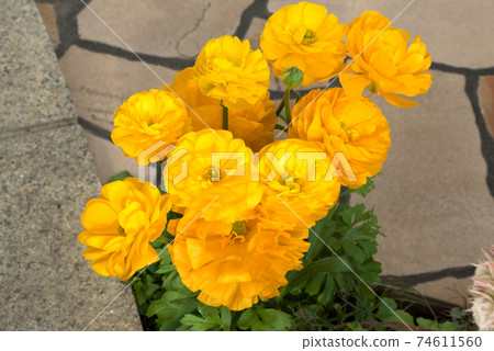 Yellow double-flowered anemone 74611560