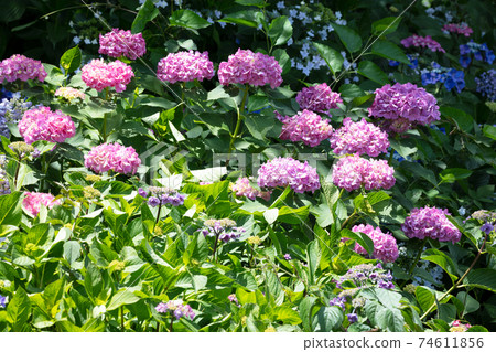 hydrangea flower hydrangea flower 74611856