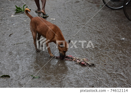 Dhaka, Bangladesh Morning Market Stray dog eating chicken meat that fell on the street 74612114