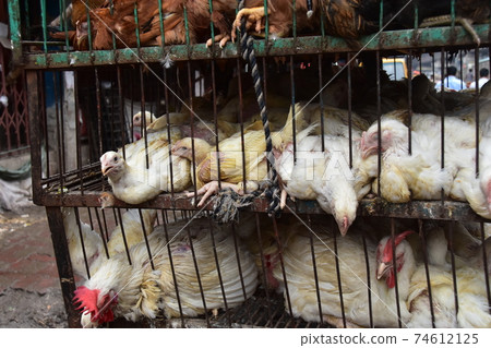 Bangladesh's Dhaka Morning Market Many chickens in iron cages Bangladesh's Dhaka Morning Market Many chickens in iron cages 74612125