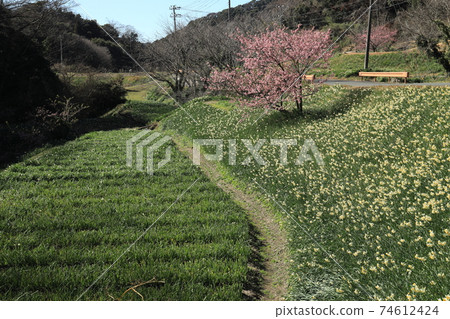 Ezuki Suisen Road Hota, Chiba Prefecture 74612424