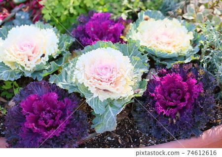 Habotan flowers Habotan flowers 74612616