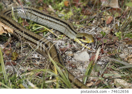 Striped snake after hibernation 74612656