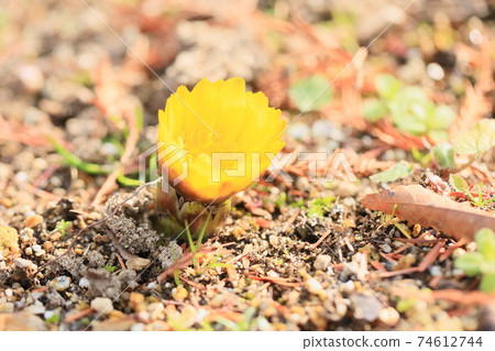 阿穆爾山梨花開了 阿穆爾山梨花開了 74612744