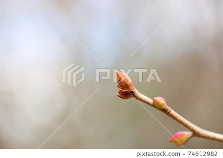 Tosamizuki bud 74612982