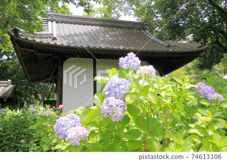Ongakuji寺的繡球花 74613106