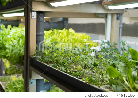 green leaves of edenvia lettuce grown on a microfarm using the agroponic method 74613190