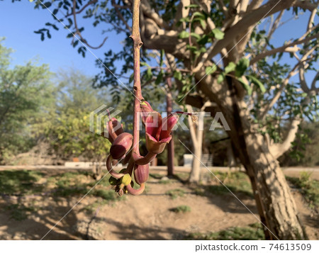 Kigelia flower, or sausage tree (lat..- Kigelia) 74613509