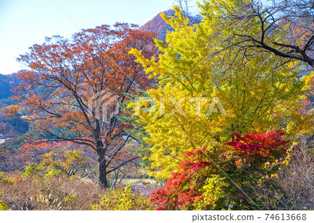 Autumn leaves hunting, autumn scenery, from the vicinity of Suwakyo Seiryu Park Autumn leaves hunting, autumn scenery, from the vicinity of Suwakyo Seiryu Park 74613668