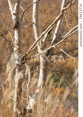 白樺和Susuki 白樺和Susuki 74613714