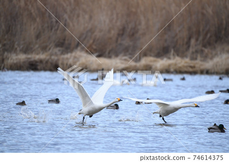 Swan, a swan flapping in the sky Swan, a swan flapping in the sky 74614375