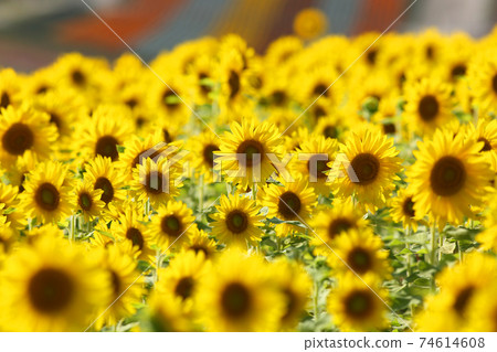 Sunflowers in full bloom Sunflowers in full bloom 74614608