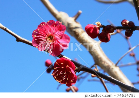 冬天在藍藍的天空中閃耀的紅梅 74614785