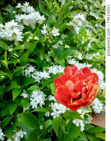 鬱金香和鮮花 鬱金香和鮮花 74614891