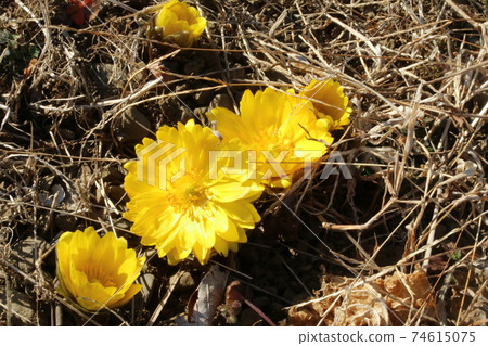 Amur adonis blooming in the sun (Fukujusou) Amur adonis blooming in the sun (Fukujusou) 74615075