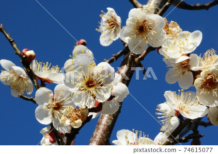 White plum blossoms in full bloom 74615077