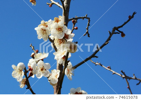 White plum blossoms in full bloom 74615078