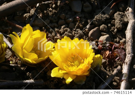 Amur adonis blooming in the sun (Fukujusou) Amur adonis blooming in the sun (Fukujusou) 74615114