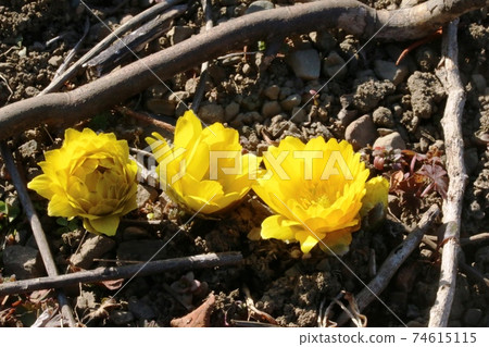 Amur adonis blooming in the sun (Fukujusou) Amur adonis blooming in the sun (Fukujusou) 74615115