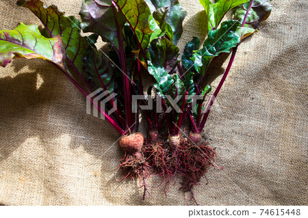 Red radishes grown in the vegetable garden 74615448
