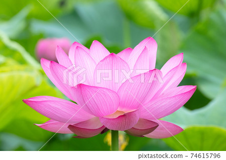 蓮花 蓮花 74615796