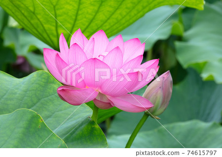 Lotus flower 74615797