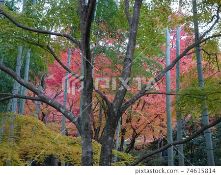 Jojakkoji Temple, a famous spot for autumn leaves in Kyoto Jojakkoji Temple, a famous spot for autumn leaves in Kyoto 74615814