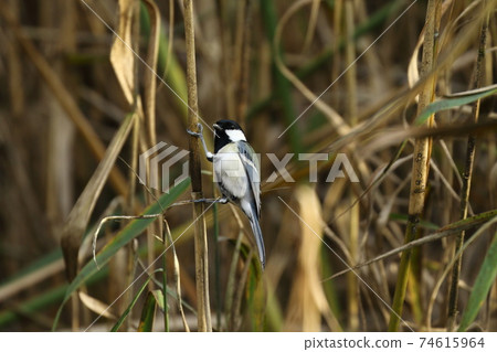 Great tit that stops on a thin bamboo grass and wanders around Great tit that stops on a thin bamboo grass and wanders around 74615964