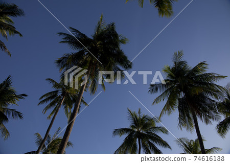 beautiful sunset sky with palm trees 74616188