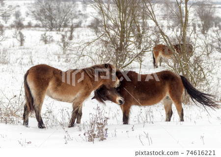 Exmoor ponies (Equus caballus),  wild horses looking for food in a snowy landscape. Exmoor ponnies in the winter steppe near Milovice. 74616221