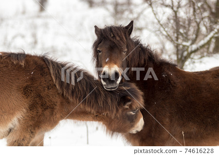 Exmoor ponies (Equus caballus), wild horses looking for food in a snowy landscape. Exmoor ponnies in the winter steppe near Milovice. Exmoor ponies (Equus caballus), wild horses looking for food in a snowy landscape. Exmoor ponnies in the winter steppe near Milovice. 74616228