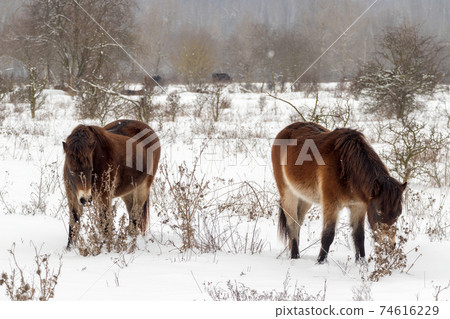 Exmoor ponies (Equus caballus),  wild horses looking for food in a snowy landscape. Exmoor ponnies in the winter steppe near Milovice. 74616229
