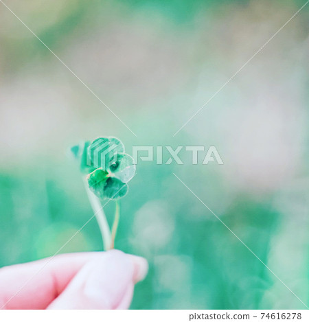 Four-leaf clover, four-leaf clover, happiness 74616278