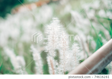 秋天的貓jarashi 74616281