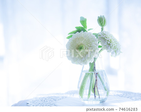 表花“白色非洲菊” 74616283