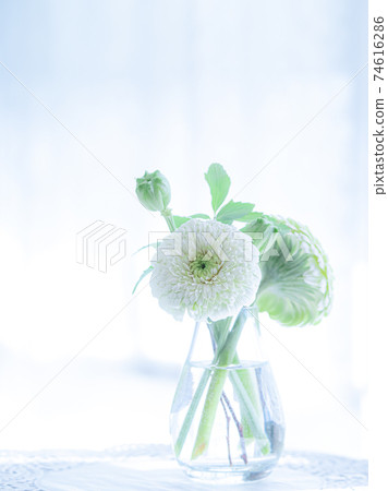 Table flower "white gerbera" Table flower "white gerbera" 74616286