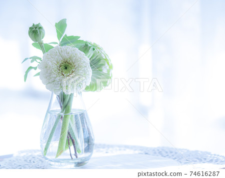 Table flower "white gerbera" Table flower "white gerbera" 74616287