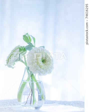 Table flower "white gerbera" Table flower "white gerbera" 74616295