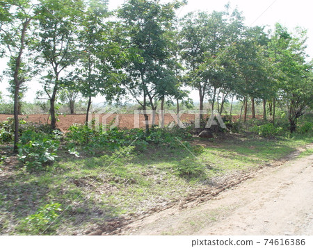 Beside the highway · Hara (Mandalay - Bagan / Myanmar) 74616386