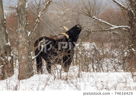 Aurochs (Bos primigenius), Wild Aurochs looking for food in a snowy landscape. A herd of black cows in the winter steppe near Milovice. Aurochs (Bos primigenius), Wild Aurochs looking for food in a snowy landscape. A herd of black cows in the winter steppe near Milovice. 74616429