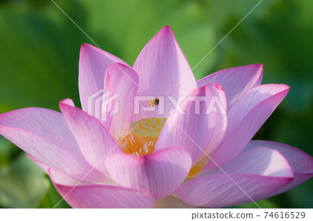 蓮花和蜜蜂 蓮花和蜜蜂 74616529
